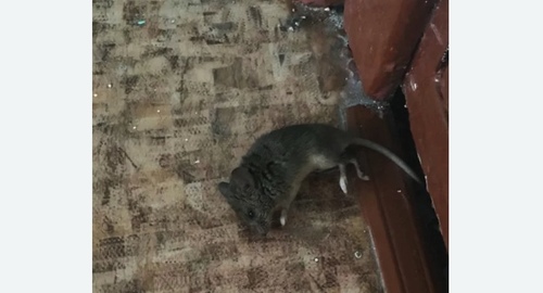 Дезинфекция от мышей в Николаевске-на-Амуре