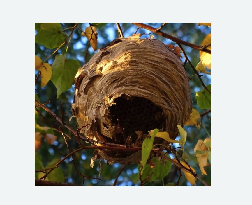 Обработка от шершней в Николаевске-на-Амуре