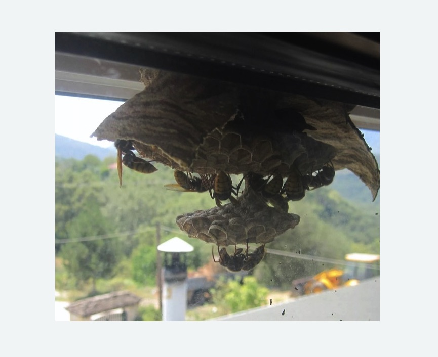 Уничтожение гнёзд шершней в Николаевске-на-Амуре