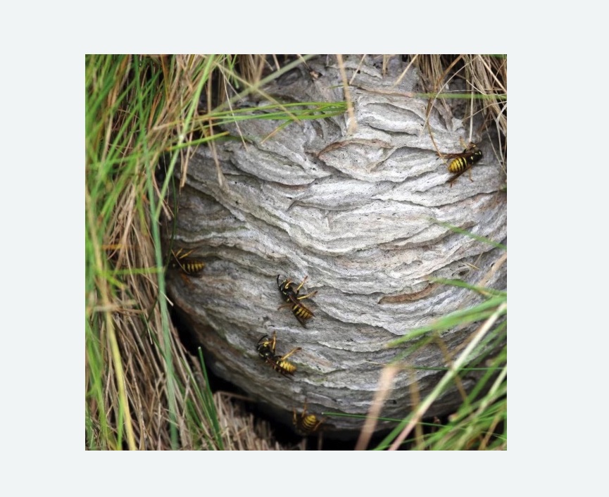 Уничтожение ос и ульев в Николаевске-на-Амуре